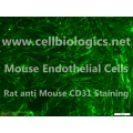 C57BL/6-GFP Mouse Primary Thymus Endothelial Cells